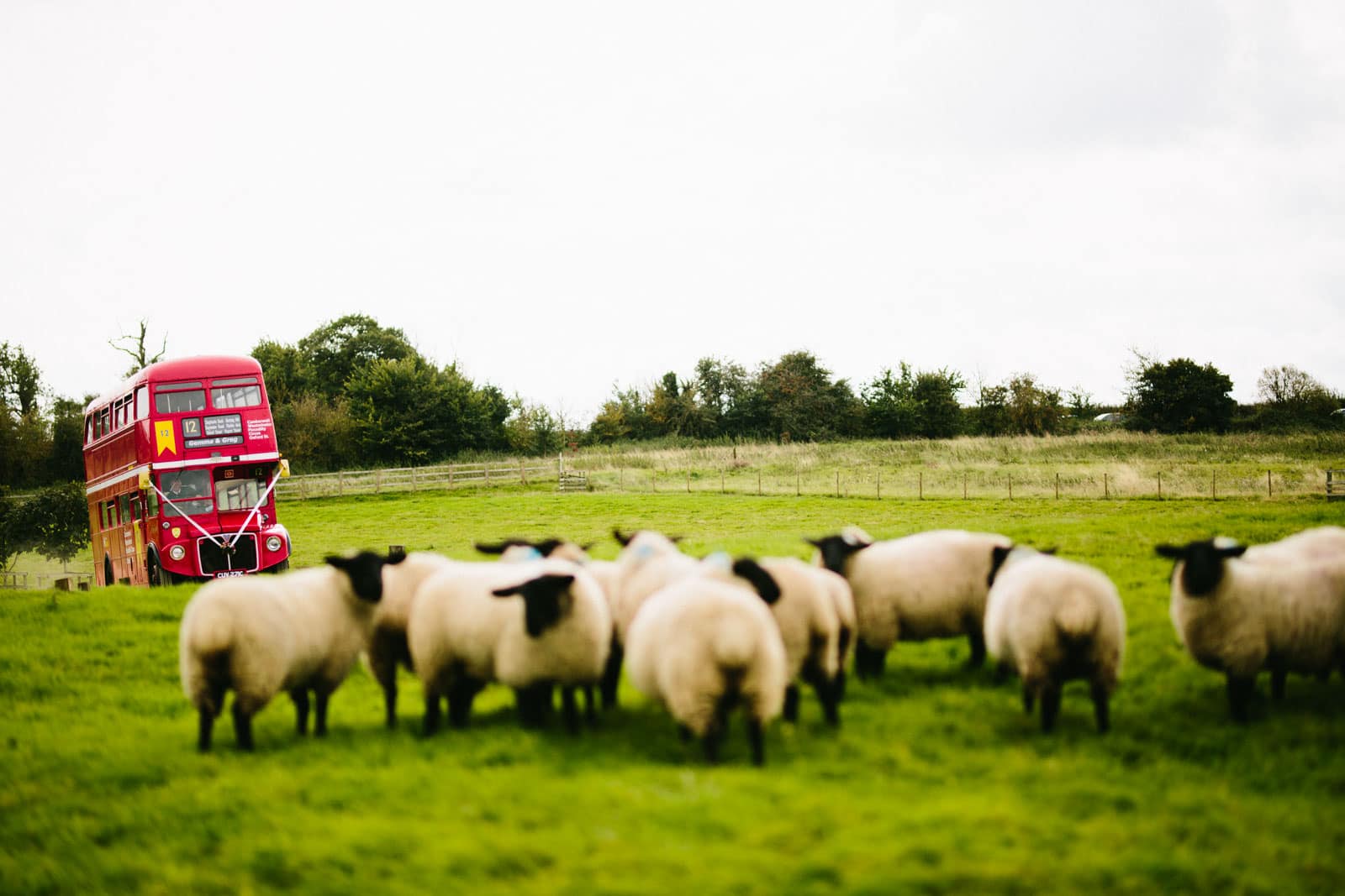 A double decker bus parked in a field with sheep, captured by the Dodford Manor Wedding Photographer.
